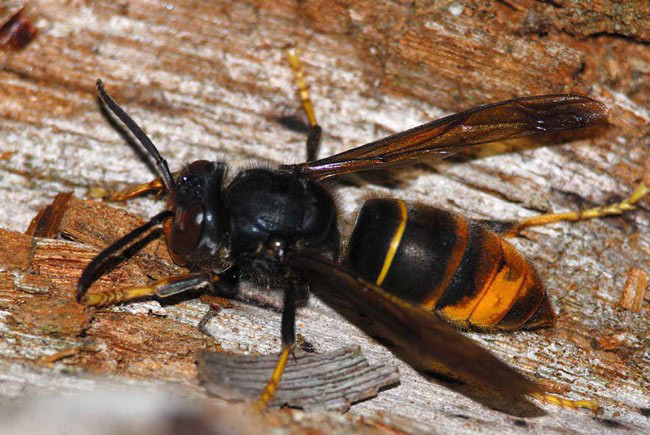 Controling the Asian hornet