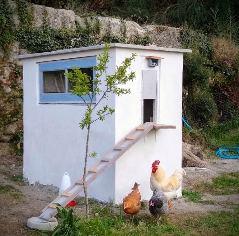 chicken feed