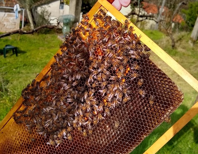 beekeeping in Portugal: final